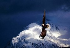 386832 Aquila calva in volo