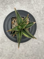 Sansevieria pinguicula