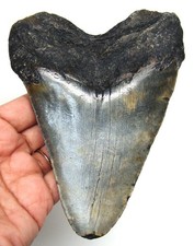 MEGALODONTE DENTE DI SQUALO -