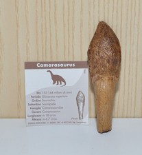 Dente Dinosauro Camarasaurus