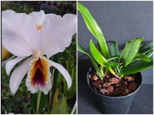 Orchidea cattleya percivaliana - cattleya,