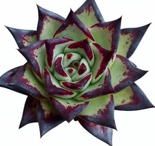 Echeveria agavoides | Lipstick