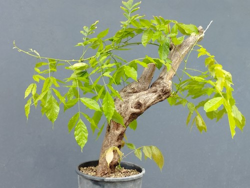 Bonsai glicine 47x10cm - di,