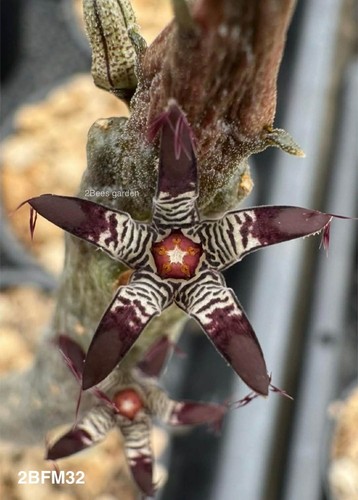 Rhytidocaulon macrolobum
