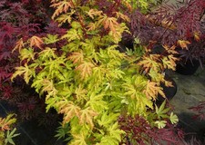 1 PIANTA DI ACERO PALMATUM