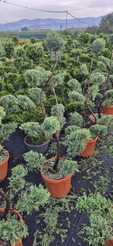 Pianta juniperus grey owl - pianta,