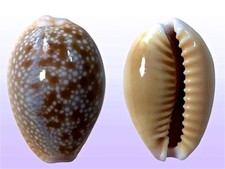 Cypraea helvola hawaiiensis, Ewa Beach, Hawaii, 23,5 mm, LARGE, SUPER NICE