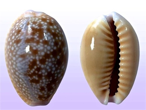 Cypraea helvola hawaiiensis
