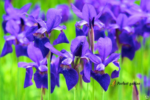 Semi iris laevigata - iris,