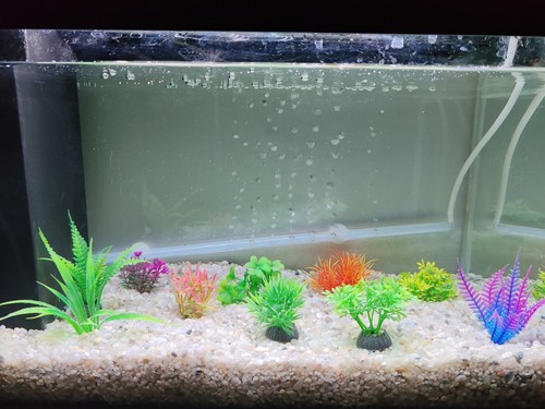 Acquario completo con oggetti - completo,