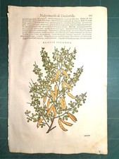 MATTIOLI MATTHIOLI Erbario a