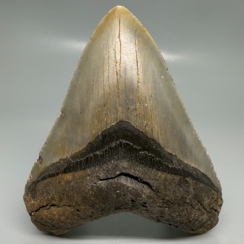 Dente squalo megalodon - squalo,