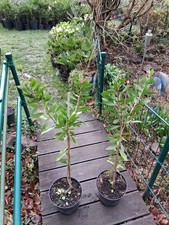 Pulitore per pipa Callistemon