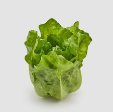 LATTUGA ROMANA ARTIFICIALE