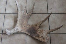 CORNA DI ALCE SVEDESE