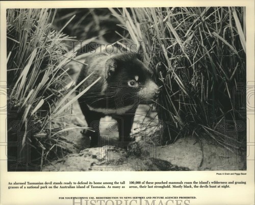 1994 stampa foto - 1994,