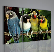 QUADRI MODERNI AGAPORNIS  QUADRO MODERNO PAPPAGALLI ARREDAMENTO MODERNO ARREDARE