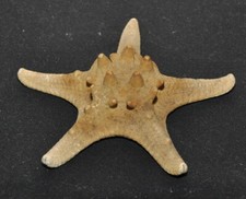 Stella di mare marina Cornuta esiccata fossile 14 cm