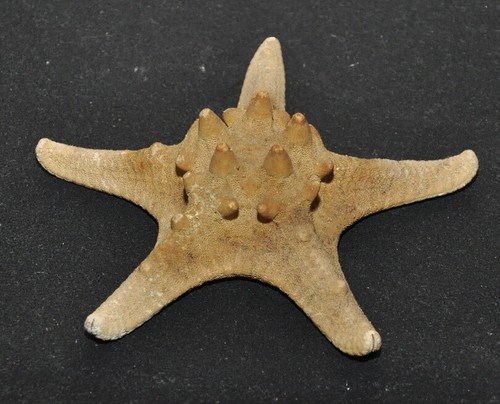 Stella mare marina cornuta - stella,