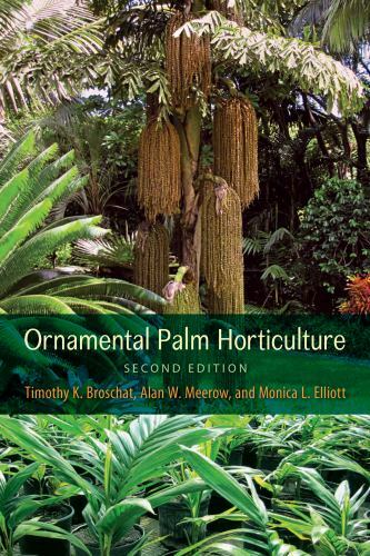 Ornamental palm horticulture - palm,