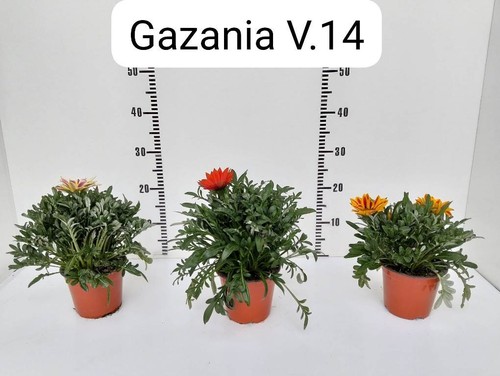 Pianta gazania vaso - gazania, –
