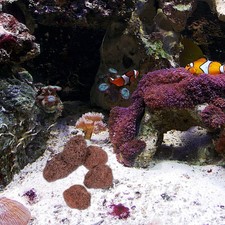  Pietra Lavica Acquario