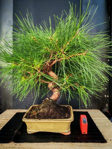 Bonsai pino nero - nero, h