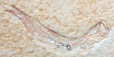 PESCE FOSSILE LEPTOLEPIS SPRATTIFORMIS cm 6,5 CURVATO- EICHSTATT, GERMANIA