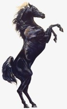 Cavallo Nero - PORTACHIAVI /