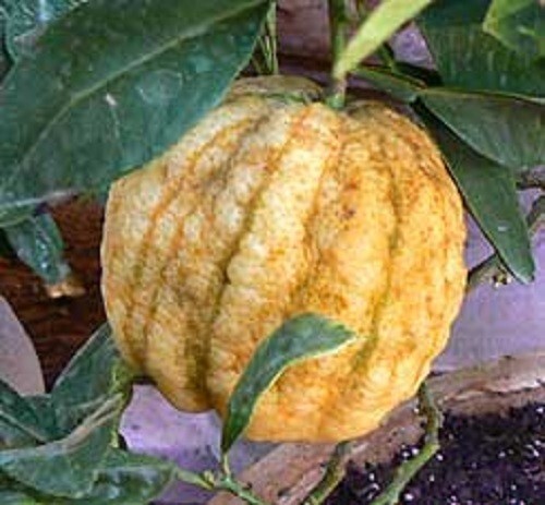 Rara arancia agrumi - rara, bizzaria