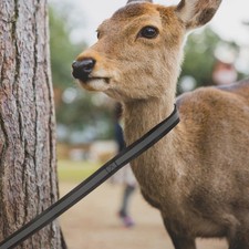  Attrezzatura da caccia professionale usa quotidianamente Accessorio per esterni