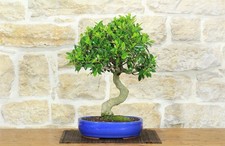 Bonsai ficus retusa - bonsai,