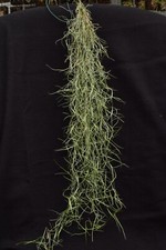 Tillandsia usneoides verde - tillandsia, "verde