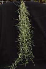 Tillandsia usneoides "verde