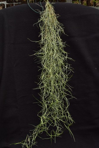 Tillandsia usneoides verde - usneoides, "verde