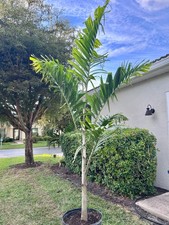 Reverse *Foxy Lady Hybrid*