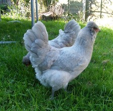 10 UOVA FERTILI DI GALLINA