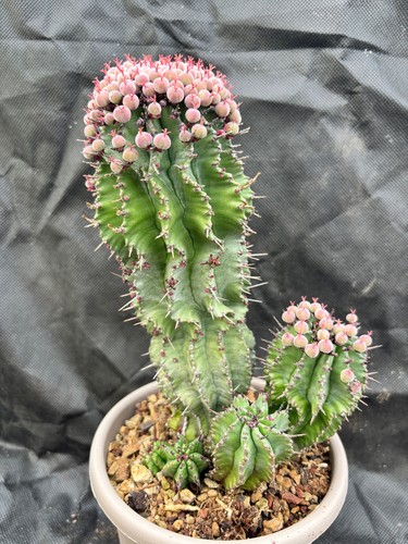 Euphorbia horrida cactus - euphorbia,