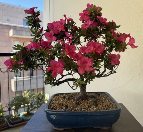 Bonsai azalea satsuki - bonsai,