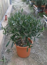 Olivo Ulivo "Olea europea"