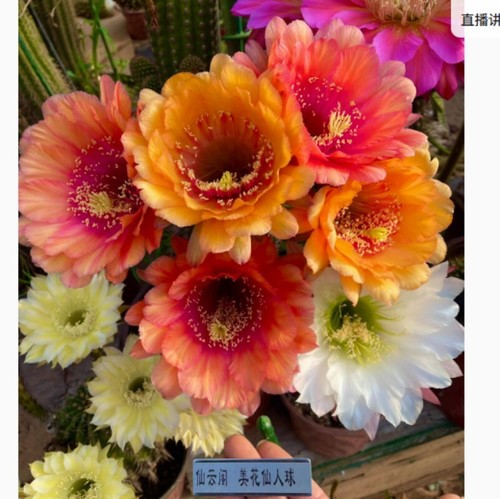 Pianta succulenta cactus - di,