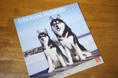 Siberian huskies huskys wall - huskies,