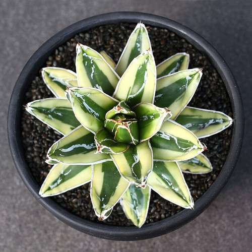 Agave victoriae reginae - agave,