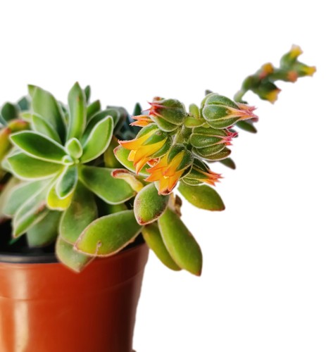 Echeveria pulvinata pianta