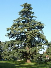 Cedro dell himalaya cedrus - cedro, "cedrus