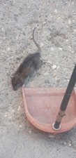 Topicida al FOSFURO DI ZINCO