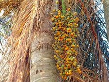 10 SEMI DI PALMA Cocos plumosa" palma californiana"