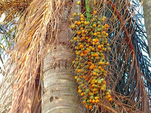 Semi palma cocos - semi,