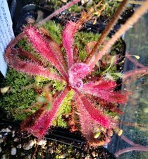DROSERA LATIFOLIA - 10 semi di