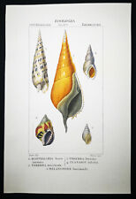 1831,PRETRE ORIGINALE ENGR. FINE ANTICHE CONCHIGLIE ACQUERELLO XR3